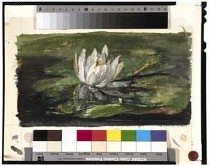 Ninfea alla Luce del Sole, 1881 da John La Farge or Lafarge